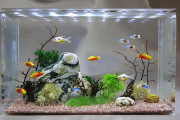 Large Fish Aquarium
